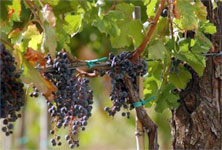 grapes Lava Vine Winery Update