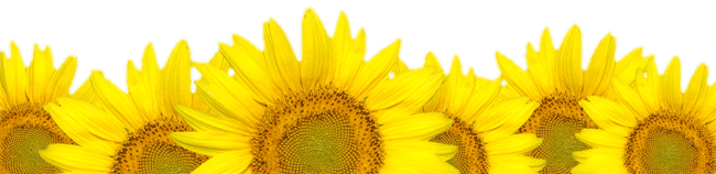 sunflowers-bottom.gif