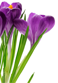 mothersday-purple-flowers.gif