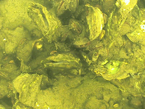 QP090905d_oysters-gaping_vertical-shot_Rob-Brumbaugh