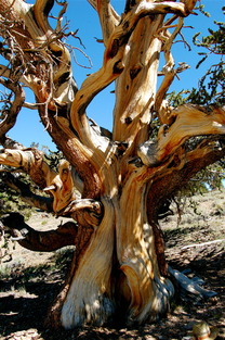 Bristlecone Pine White Mts, CA