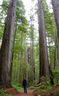 Camilla in Redwoods, CA