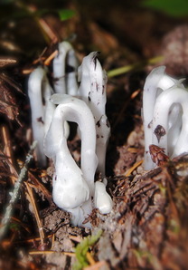 Indian Pipe, greater peace & love with all tribes