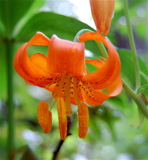 Tiger Lily for cocreating