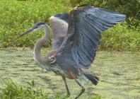 heron glennstone heron glennstone