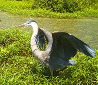 Heron Rookery_Final 2 Heron Rookery_Final 2