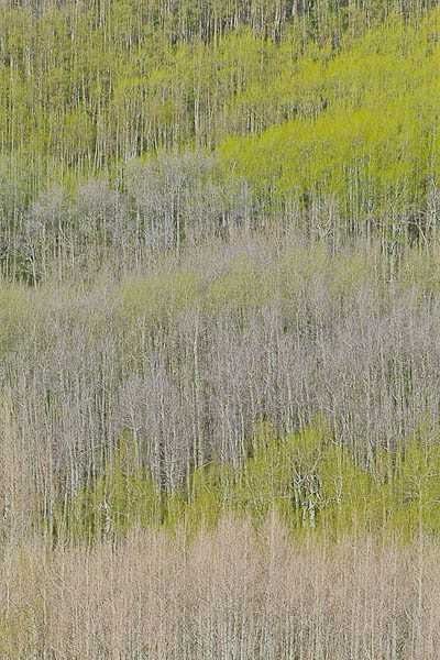 Layers_of_Spring-3