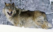 wolf wolf