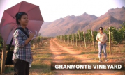 GranMonte Free The Grapes Update