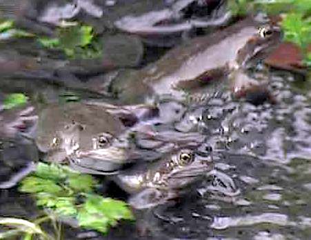 Frogs wallowing in a pond