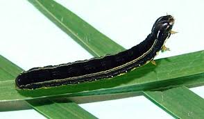 armyworm