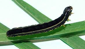 armyworm armyworm
