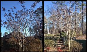 Before After Crape Before After Crape