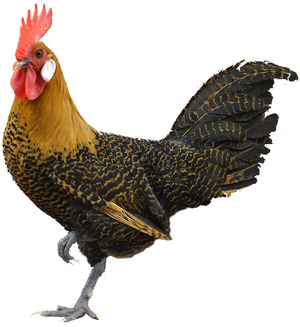 campinecockerel