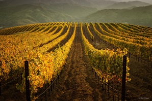 vineyard1_oneal 2