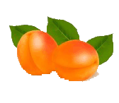 apricot clipart