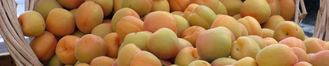 apricot header 2