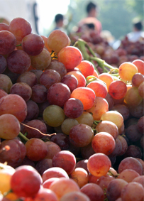 grapes column