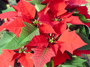 poinsettia 2