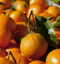 tangerines 2