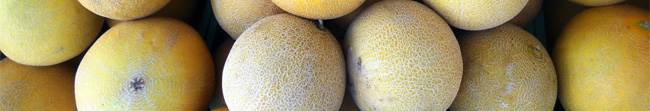 cantaloupe header