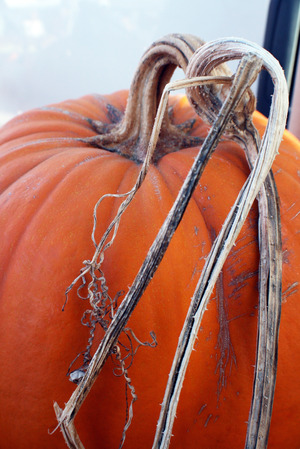 belmont 10-26 032 belmont 10-26 032