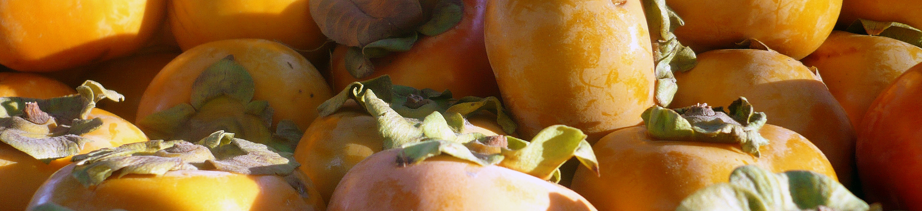 persimmons