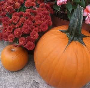 pumpkin and mums