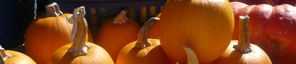 pumpkin strip 3 pumpkin strip 3