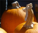 square pumpkin insert