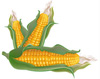 Corn-copy