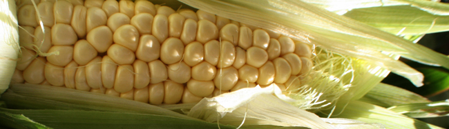 corn1