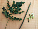 Moringa