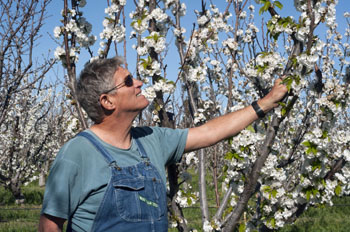 Farmer Al_ Cherry Blossoms