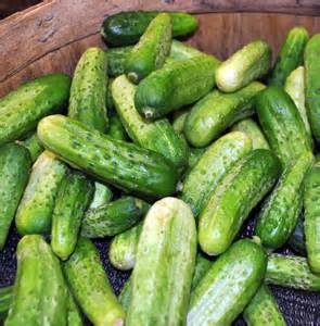 pickling cucumbers