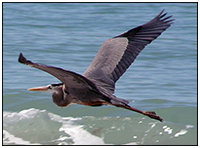 Great Blue Heron in flight (Terri Heisele)