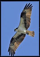 Osprey 100624 banded yellow flyingTuttle MG352 - Copy