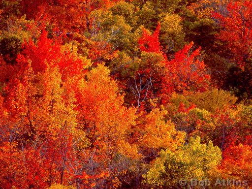 fall_foliage_TEMP0465.jpg