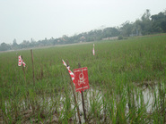 cluster bombs on rice field