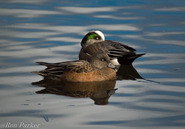 A pair of American Wigeons