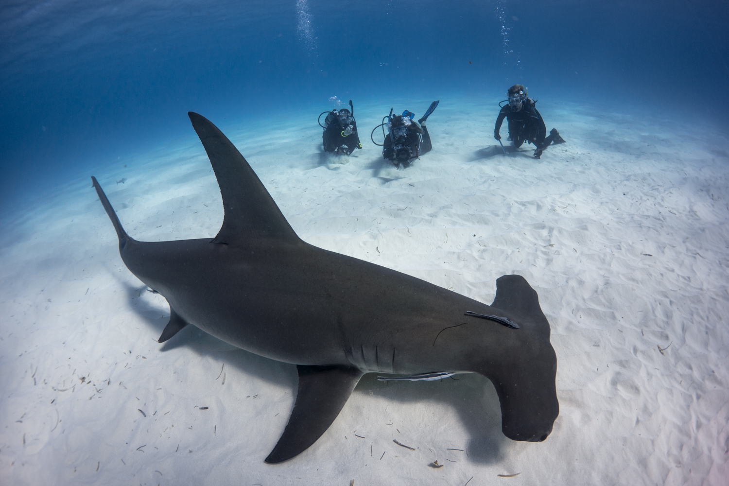 Great Hammerhead and Divers