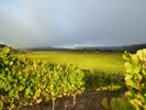 Fiddlestix Vineyard