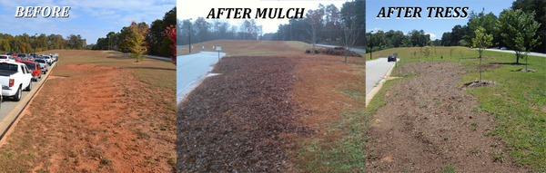 driveway_bare_mulch_trees_2015_cropped_1000
