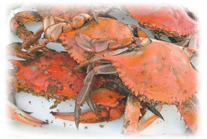crab picture