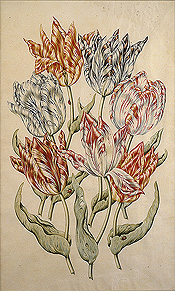 Claesz_Seven Tulips with Three Ladybugs