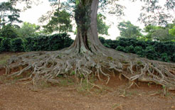 roots_cropped_small.jpg