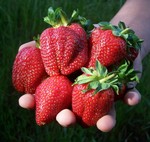 9_strawberries_in_hand.highlight 9_strawberries_in_hand.highlight