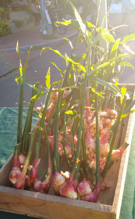 baby ginger baby ginger