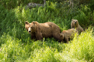 Mother Bear Mother Bear