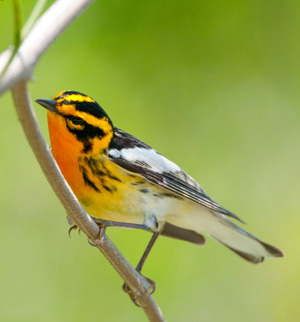 Blackburnian Warbler Blackburnian Warbler